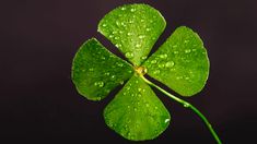 a clover with water droplets on it and the words st patrick's day