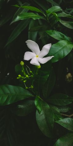 a white flower with green leaves in the background