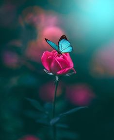 a pink rose with a blue butterfly on it's wing and blurry background