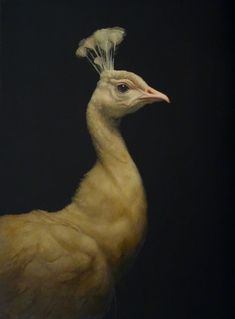 an image of a bird with feathers on it's head