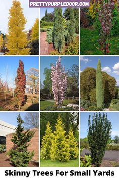 Columnar Deciduous Trees, Birch Tree In Pot, Narrow Trees For Small Yards, Small Porch Trees, Narrow Trees Small Spaces, Sunny Yard Landscaping, Tall Narrow Trees Small Spaces, Columnar Trees Privacy, Small Accent Trees