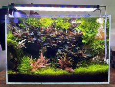 an aquarium filled with lots of green plants