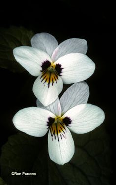 three white flowers with black centers and yellow stamens on their petals, in the dark