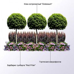 the different types of trees and shrubs are labeled