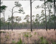 trees and grass in the middle of a forest with no leaves or flowers on them