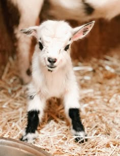 a baby goat is standing in the hay