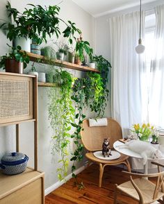 the room is decorated with plants and wicker furniture