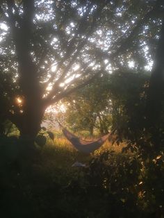 a hammock hanging from a tree in the sun shining through it's leaves