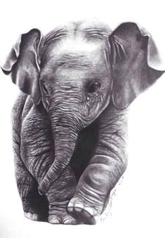 a pencil drawing of an elephant's face