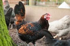 there are many chickens standing in the dirt near each other, and one is looking at the camera