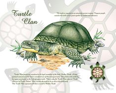 an image of a turtle and two turtles