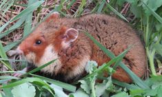 a brown and white animal laying on top of green grass next to tall grass covered ground