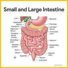 the anatomy of the small and large intestine is shown in this diagram,