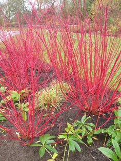 some red plants are growing in the dirt