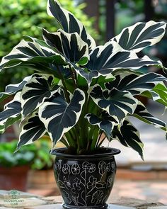 a potted plant sitting on top of a table