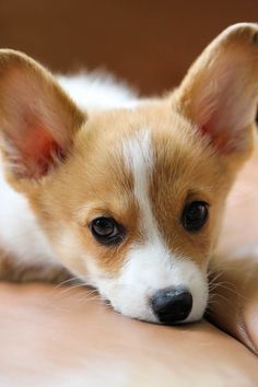 a small brown and white dog laying on top of a person's arm with it's eyes closed