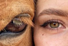 a close up of a woman's eye with a horse behind her