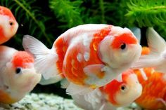 three orange and white fish in an aquarium