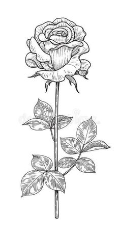 a drawing of a rose with leaves on a white background royalty illustration stock images and clipping