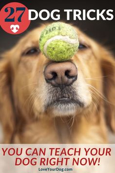 a dog with a tennis ball on its head and the words, 27 dog tricks you can teach your dog right now