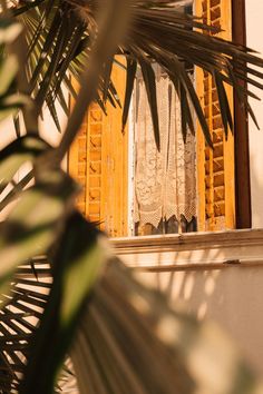 an image of the outside of a window that is partially covered with curtains and palm leaves