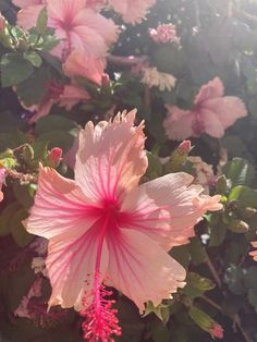 pink flowers are blooming in the sunlight