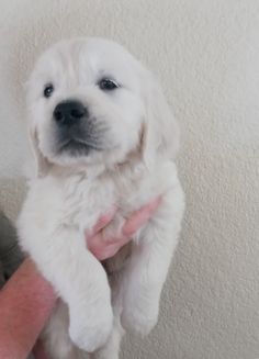 a person holding a small white dog in their arms and looking up at the camera