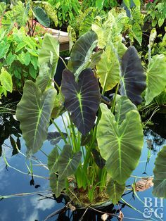 the plants are growing in the pond