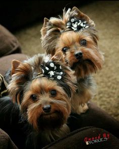 two small dogs with bows on their heads