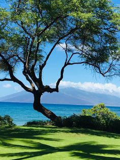 a large tree sitting on top of a lush green field next to the ocean with a mountain in the background