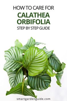 a green plant with the title how to care for calathea orbiola step by step guide