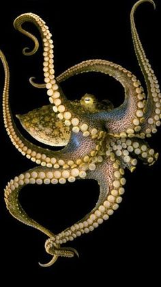 an octopus is swimming in the water