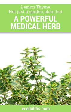 Due to all the components, thyme was used as a remedy for respiratory tract for as long as its ability to help with the infections has been discovered. It can alleviate infections such as bronchitis, cough, laryngitis, tonsillitis, and whooping. Many use the thyme tea when confronted with these conditions. #lemontyhme #health Thyme Tea, Medical Herbs, Lemon Thyme, Medicinal Herb, Holistic Care, Healthy Teas, Holistic Remedies, Natural Pain Relief