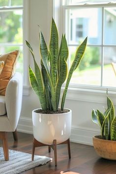 two potted plants sitting on top of a wooden floor next to a couch and window