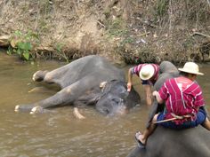 two people are washing an elephant in the water while another person stands on it's back