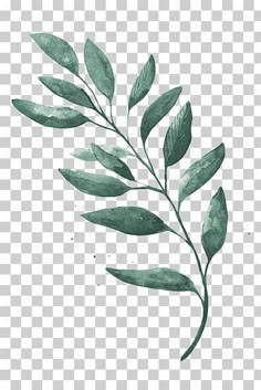 a green plant with leaves on it, transparent background png clipart - watercolor painting