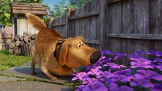 a brown dog standing next to purple flowers