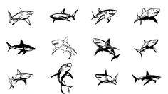 the different types of sharks are shown in black and white