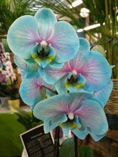 some blue and pink flowers in a room