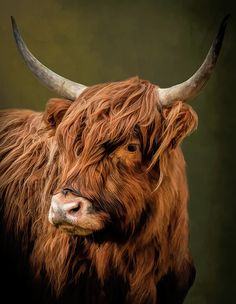 an animal with large horns standing in front of a green background