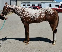 a man is holding the reins of a brown and white horse in a parking lot