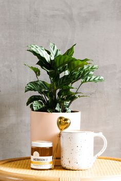 a potted plant sitting on top of a table next to a jar of honey