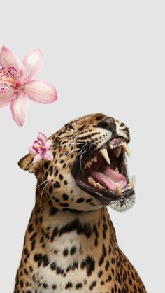 a leopard with its mouth open and a pink flower in it's mouth is shown