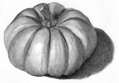 a pencil drawing of a pumpkin on a white paper with the shadow of it's head