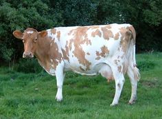 a brown and white cow standing on top of a lush green field next to trees