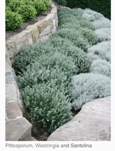 some very pretty plants in a big rock garden