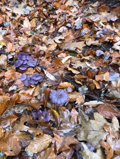 purple flowers and brown leaves on the ground