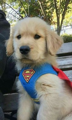 a puppy wearing a superman vest sitting on a bench