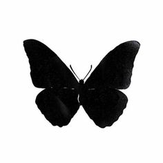 a black and white photo of a butterfly