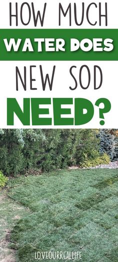 the words how much water does new sod need?